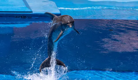 dolphins