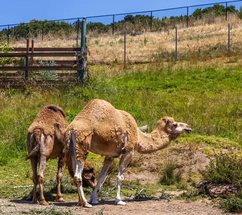 dromedary camels