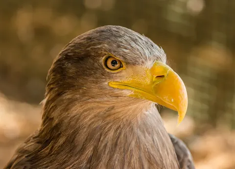 eagles