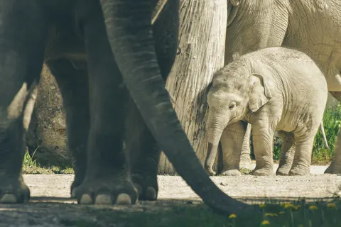 Elephants
