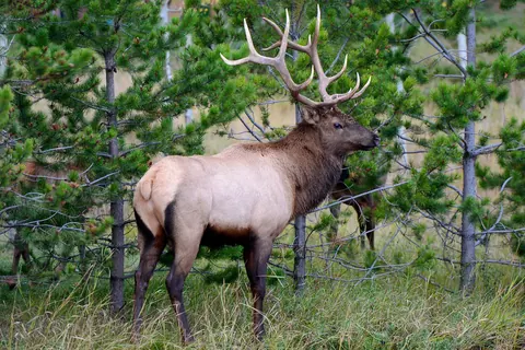 Elk