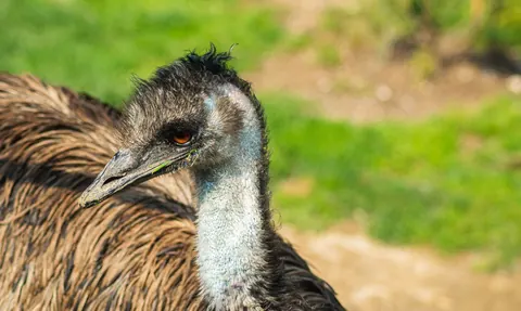 emu