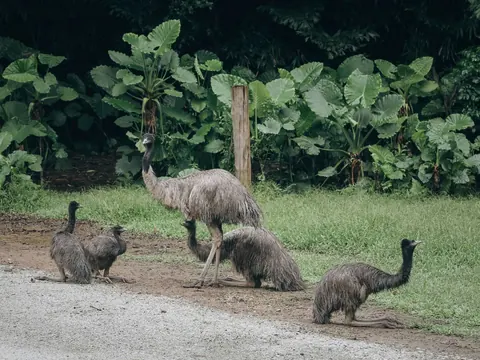 emus