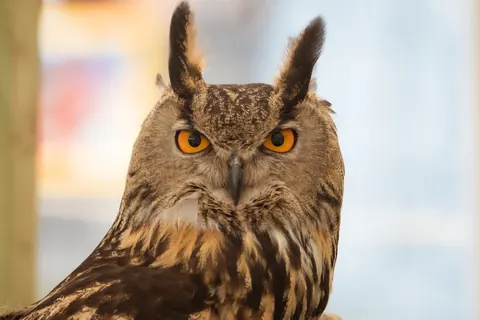 Eurasian eagle-owls
