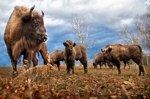 European bison (wisent)