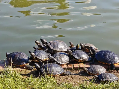 European pond turtle