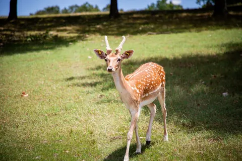 fallow deer