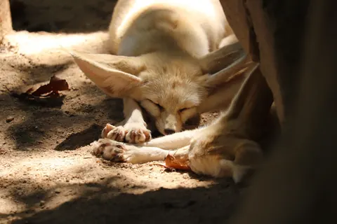 Fennec fox