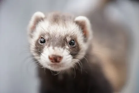ferrets