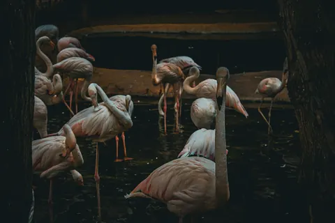 flamingos