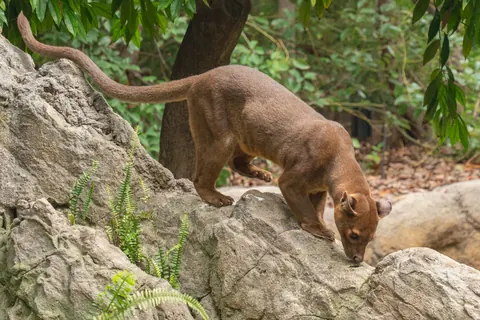 Fossa