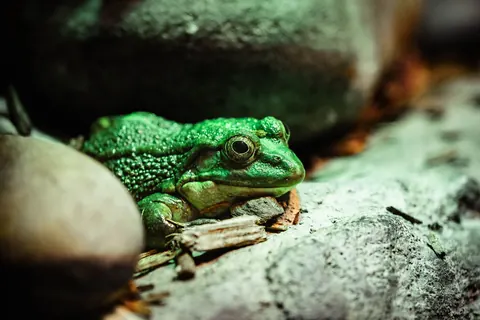 frogs