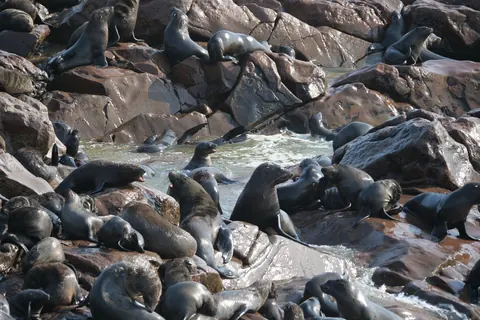Fur Seal