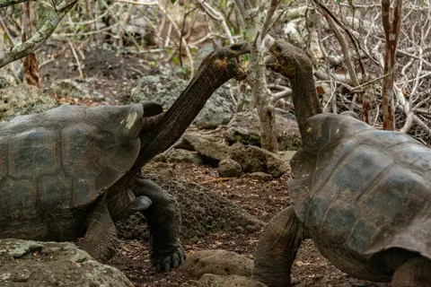 Galapagos Tortoise