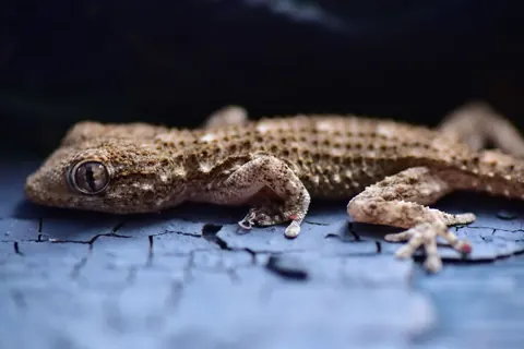 geckos