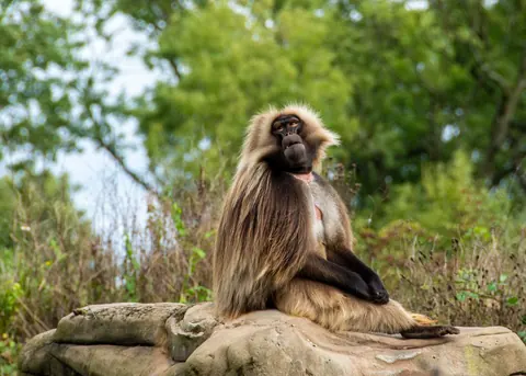 Geladas