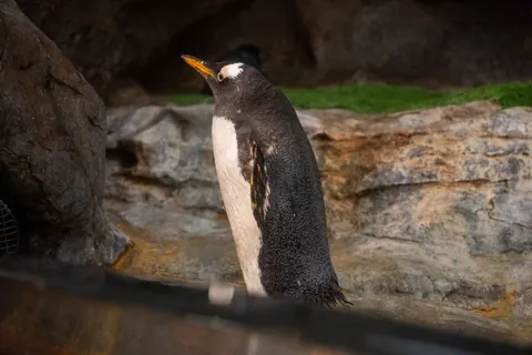 gentoo penguins