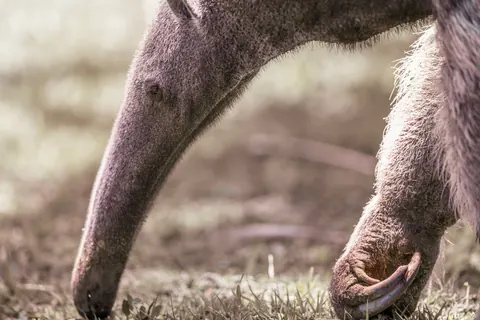 giant anteaters