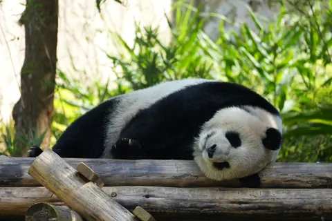 giant pandas