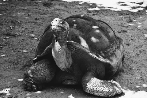 Giant Tortoises