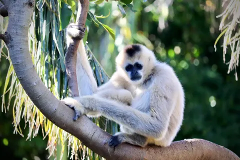 gibbons