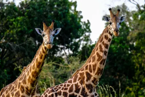 giraffes