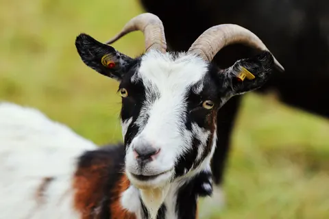 goats