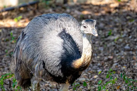 Greater rhea