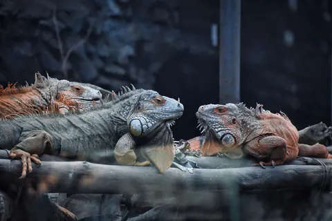 Green iguana