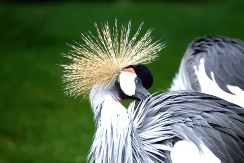 Grey Crowned Crane