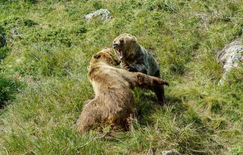 grizzly bears