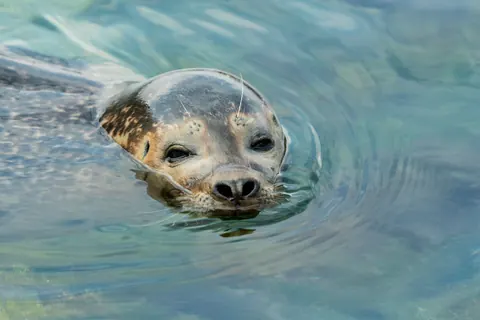 harbor seals
