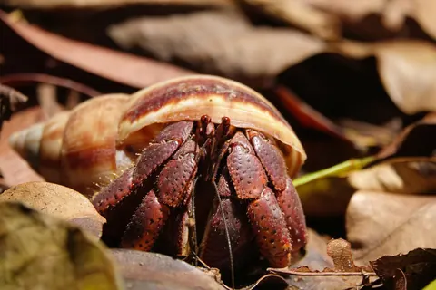 hermit crabs