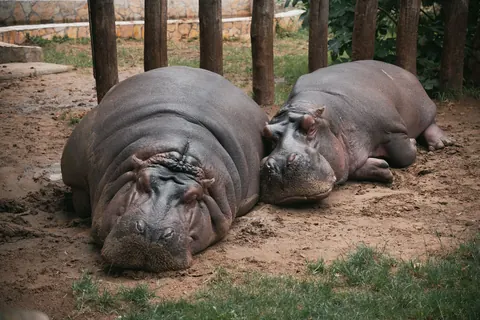 hippos