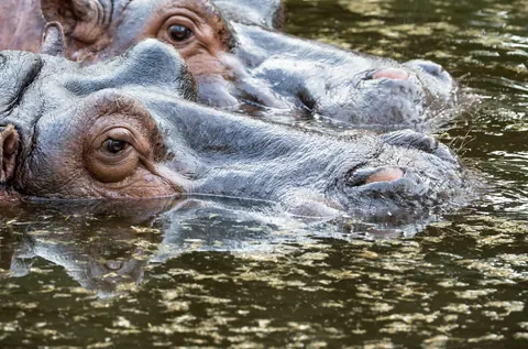 hippopotamuses