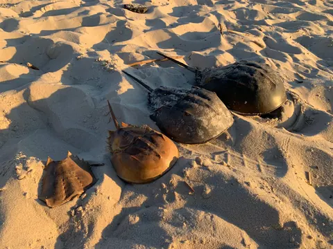 horseshoe crabs