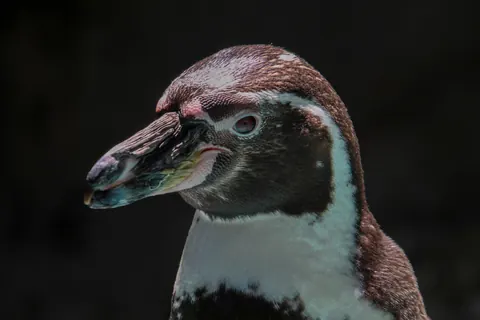 Humboldt penguins