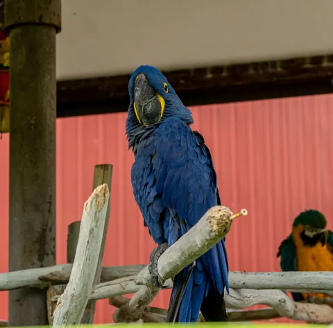 Hyacinth macaw