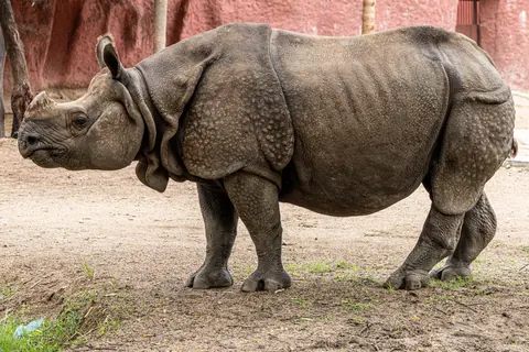 Indian Rhinoceros