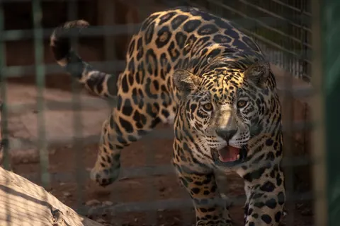 jaguars