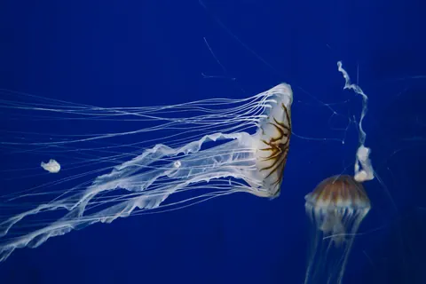jellyfish
