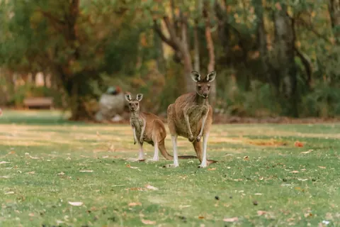 Kangaroos