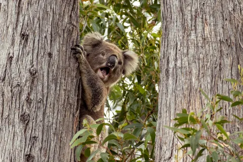 Koalas