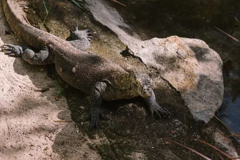 Komodo dragons