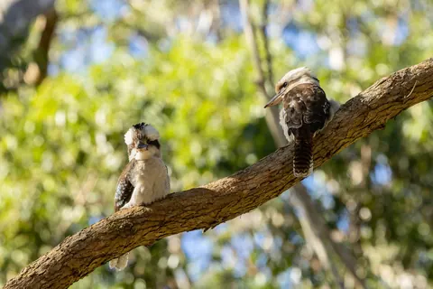 kookaburras