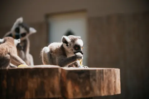 lemurs