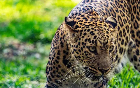 leopards