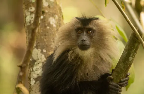Lion-tailed macaques