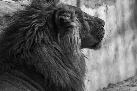 Lions