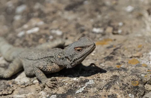 lizards